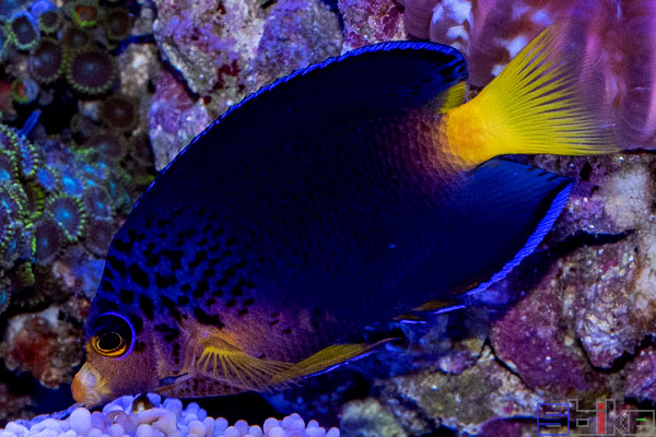 紫鳞神仙鱼