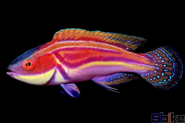 紫面雀鱼