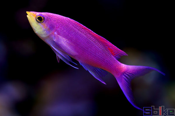 紫后海金鱼