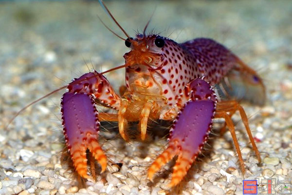 紫礁螯虾
