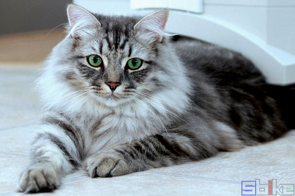 西伯利亚森林猫
