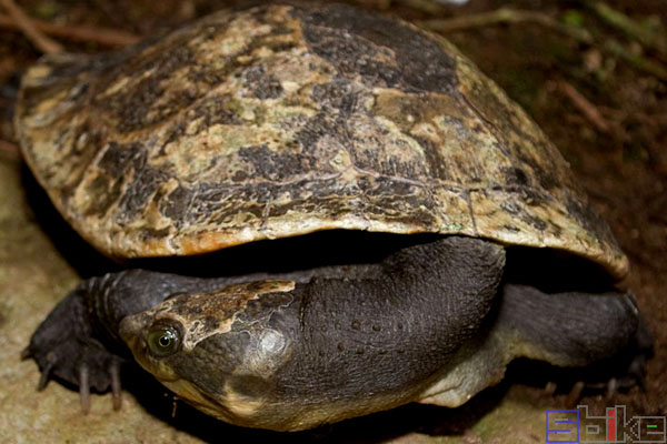 新几内亚盔甲龟