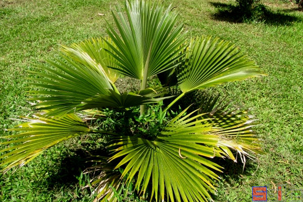 夏威夷椰子