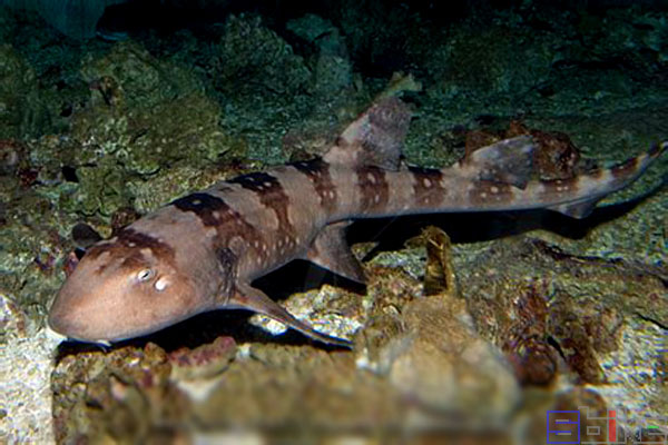 条纹斑竹鲨