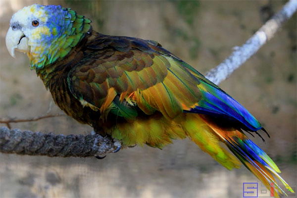 圣文森亚马逊鹦鹉
