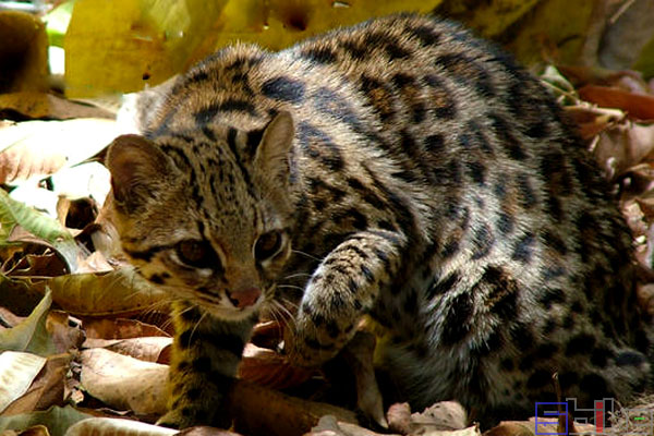 南美小斑虎猫