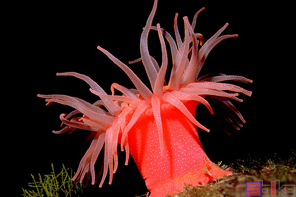 深红海葵