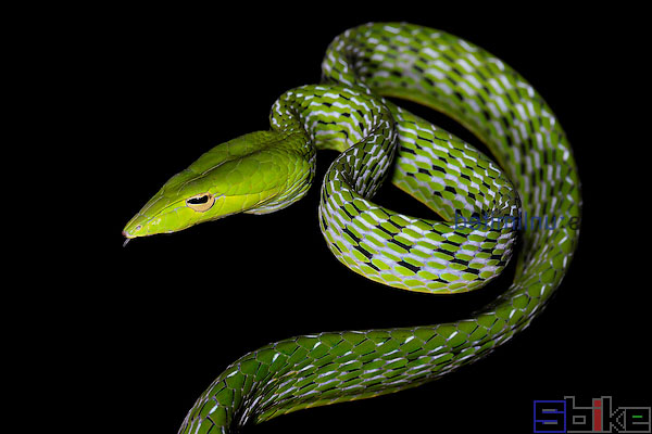 绿瘦蛇
