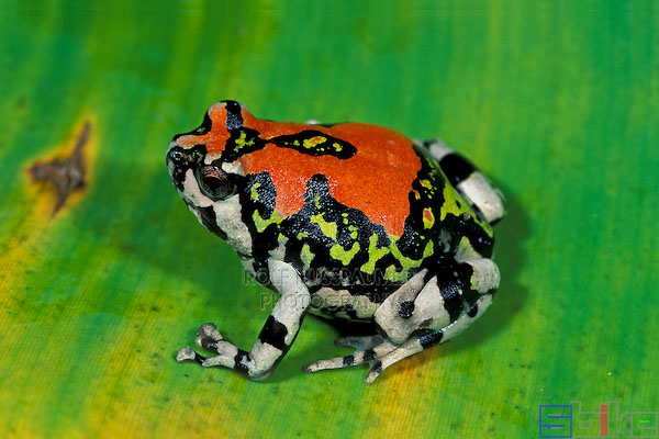 马达加斯加彩虹蛙