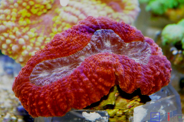 瓣叶状珊瑚