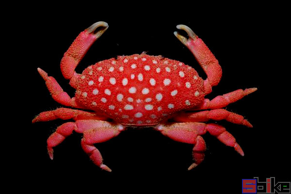 草莓蟹