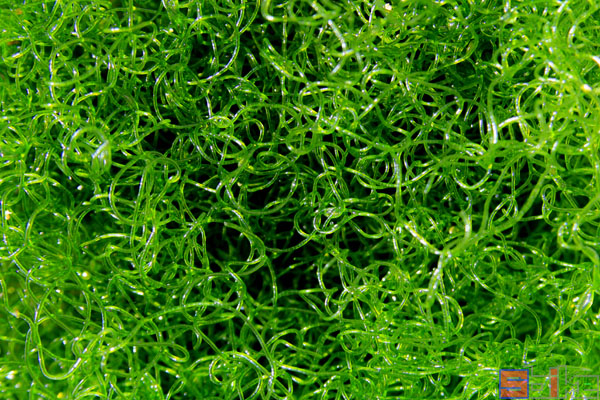 钢丝藻