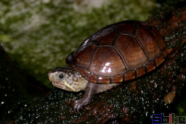 哥伦比亚泥龟