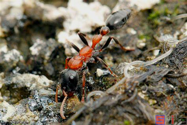 红黑细长蚁