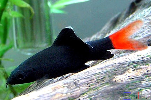 红尾黑鲨
