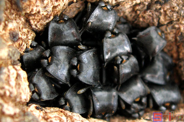 黑衣龟蚁